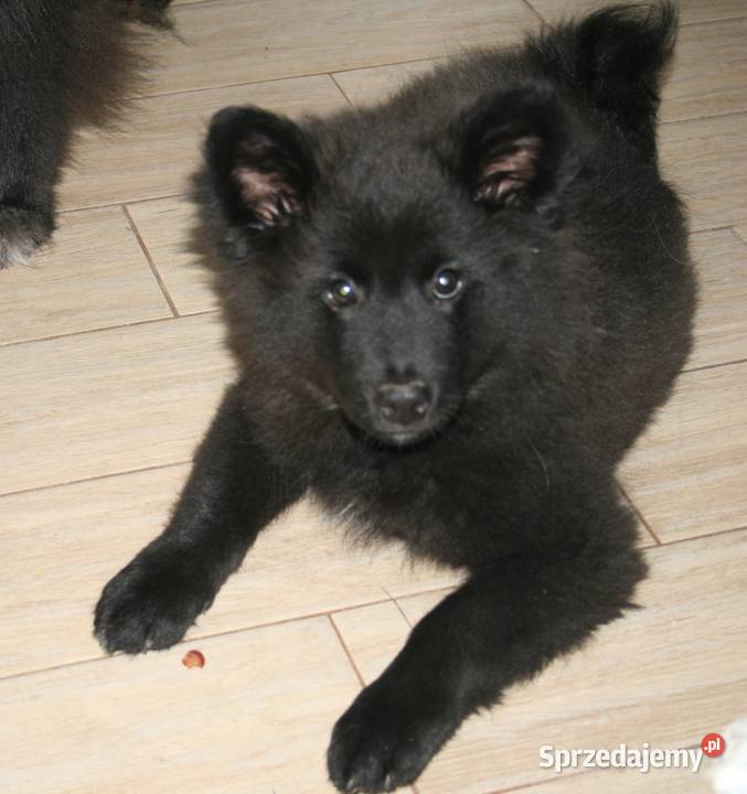Szpic Niemiecki Duży Jedyny taki miot w Polsce Puszcza Mariańska