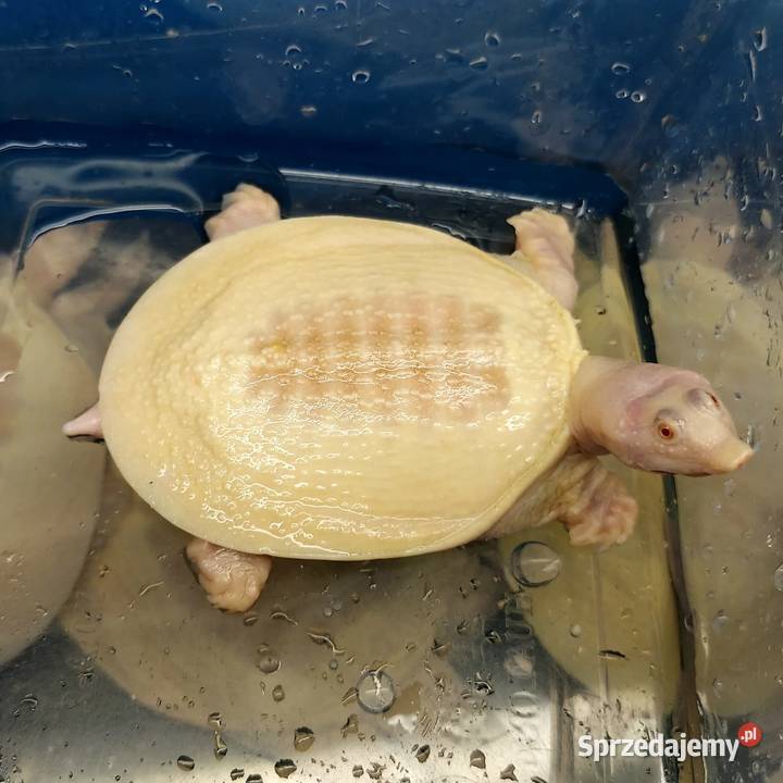 Żółwiaka chiński albino Pelodiscus sinensis Gliwice