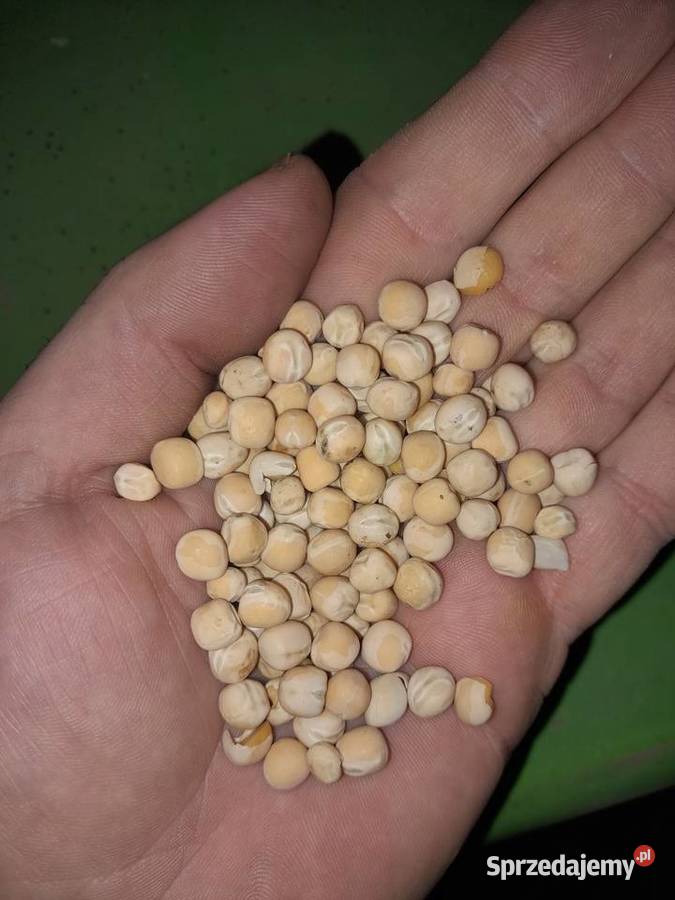 Groch jary Trzyciąż