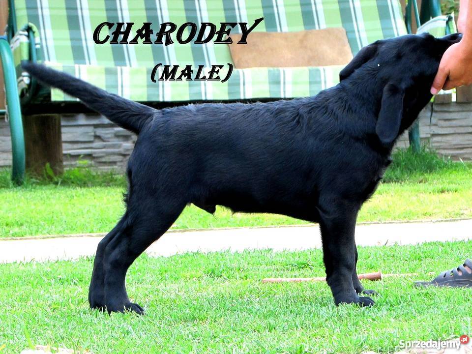 Sprzedawane szczenięta labrador rodzicówmistrzów Lublin