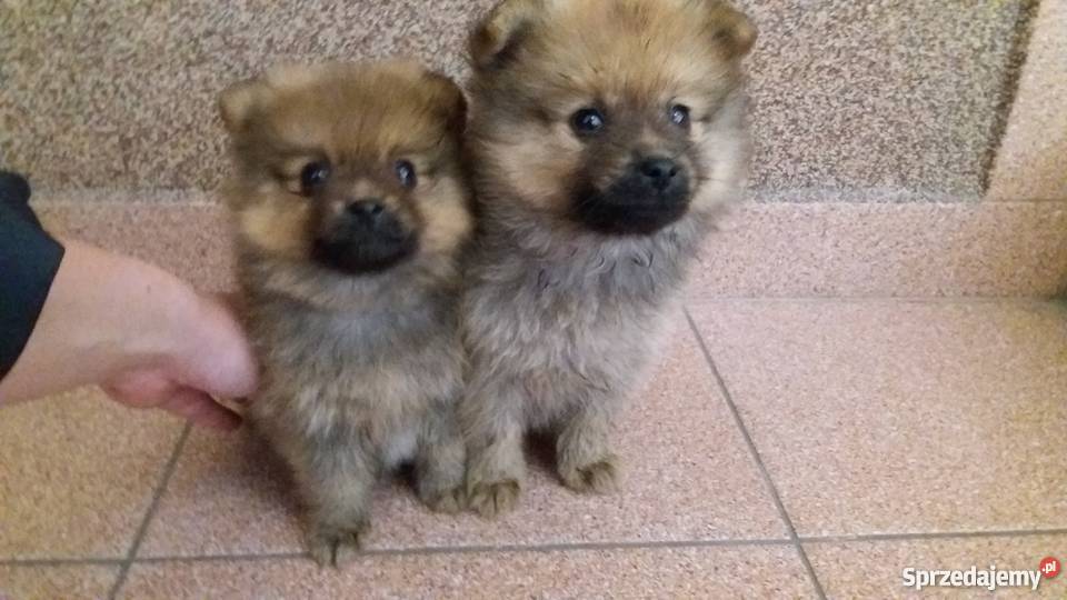 Pomeranian pieski BOO Piaseczno