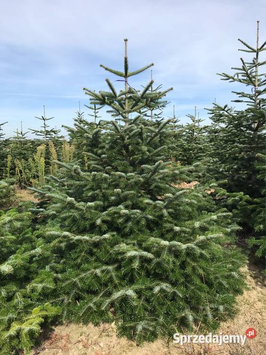 Jodła kaukaska plantacja Polski Producent Hurt i Osieczna sprzedam