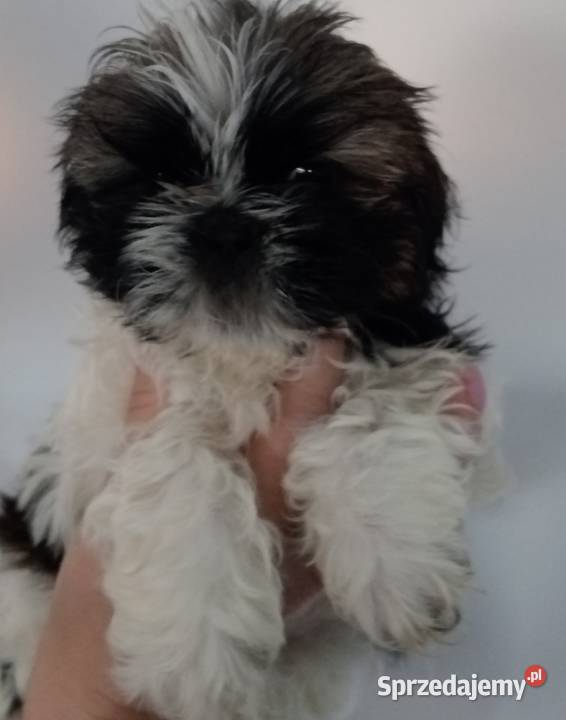 Shih tzu szczeniaczki Shih Tzu Gruszczyn