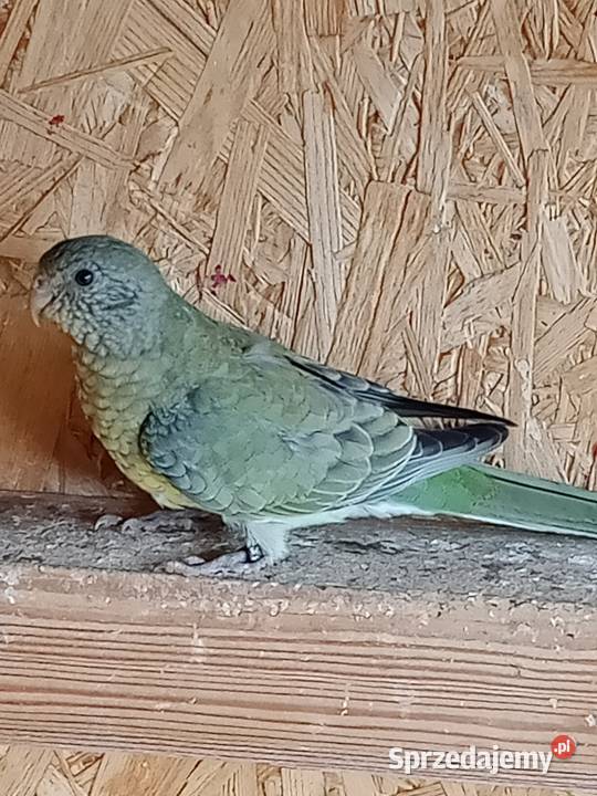 Sprzedam papugi Świergoty i Modrolotki kozy