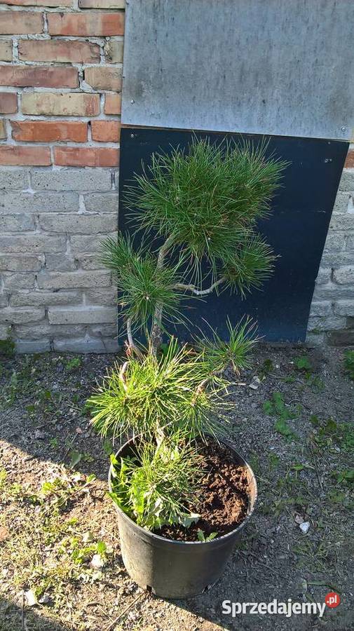 Sosna Bonsai Mszczonów