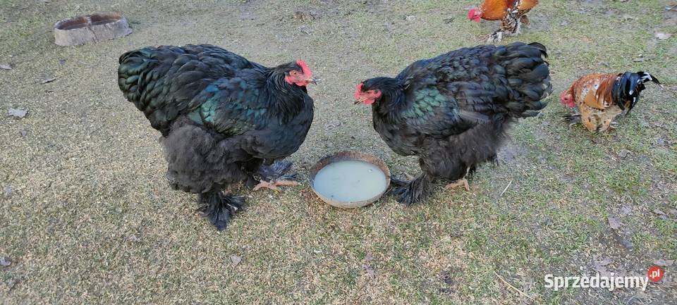 Kochany olbrzymie Rolnictwo Tokarówka