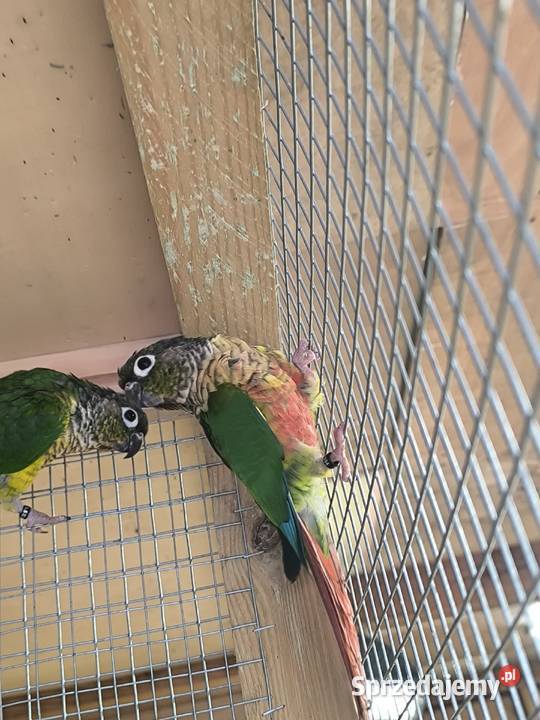 Rudosterki zielonolice opalin Rostarzewo