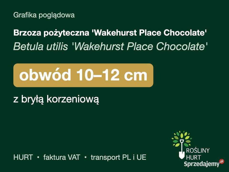 Brzoza pożyteczna Wakehurst Place Chocolate obw