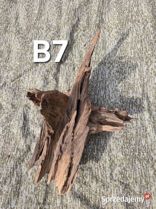 Korzeń ozdobny do domu ogrodu akwarium Trzciel