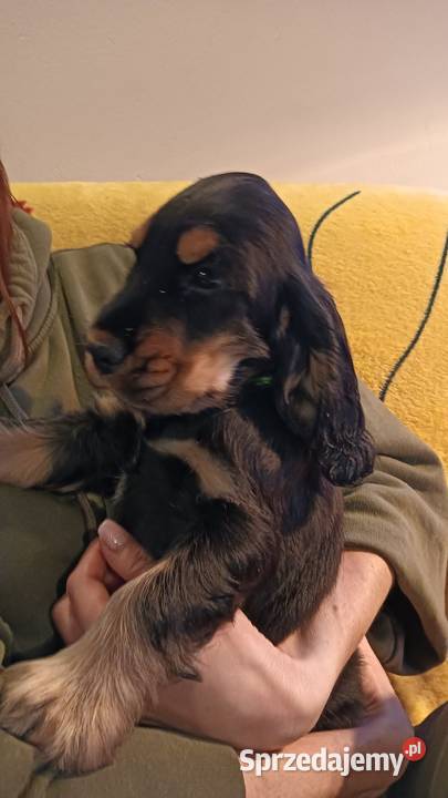 Szczeniak czarny podpalany Cocker spaniel ang Gdynia