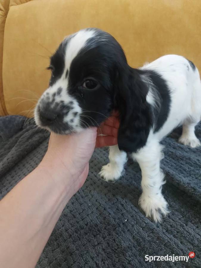 Cocker spaniel angielski Żelazków