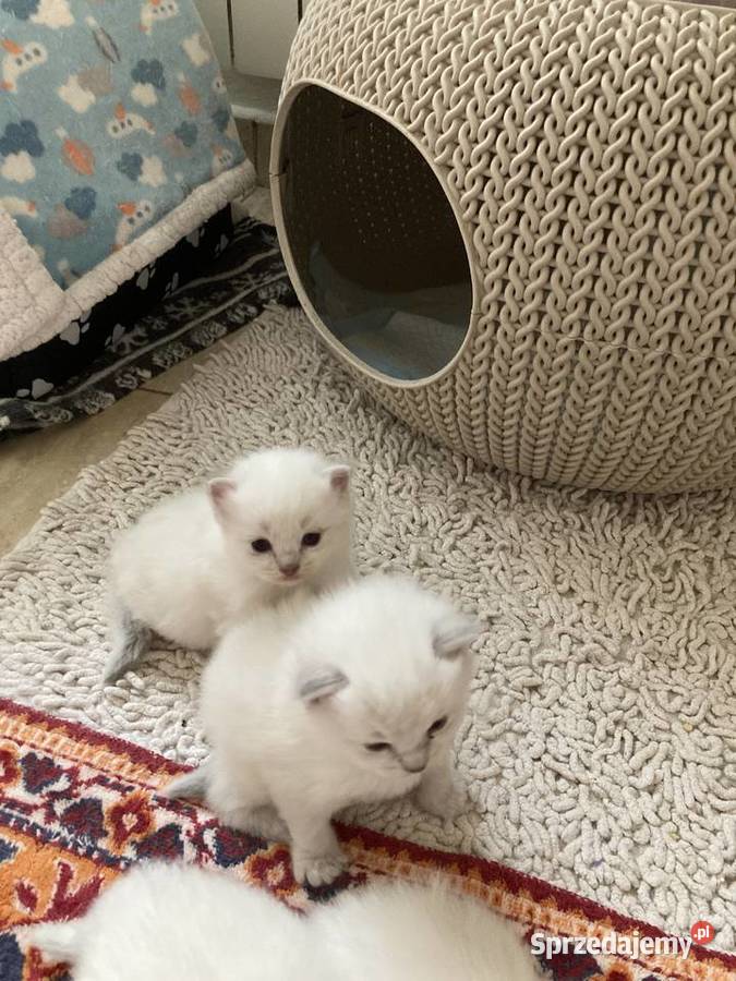 Kocięta rasy ragdoll Świerklaniec