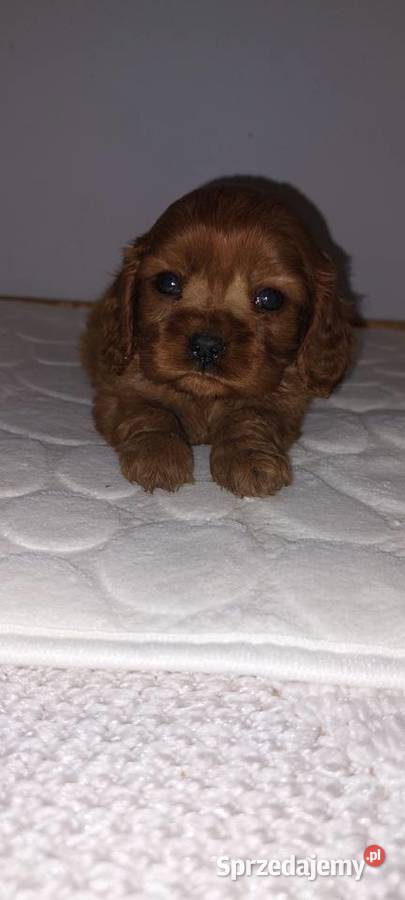 Cavalier king charles spaniel Łużna