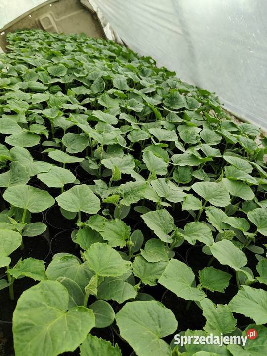 Rozsada Pomidory Ogórki