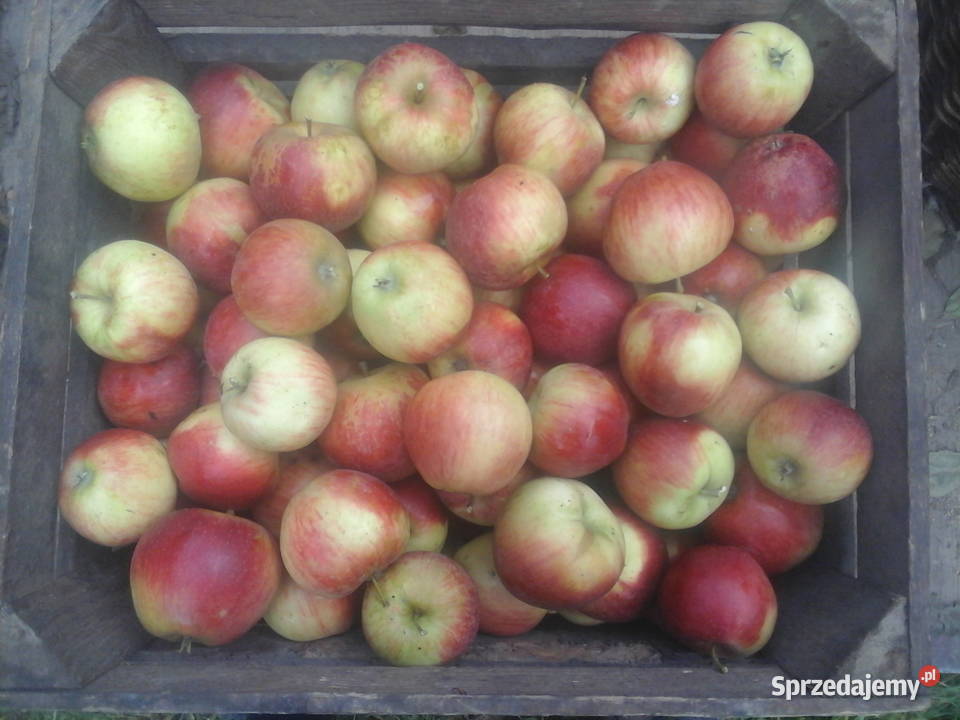Jabłka sprzedam
