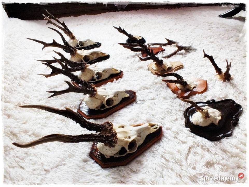 Kolekcja poroże 12 Parostki jelenia z czaszką na Pozostałe Żary