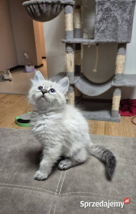 KOCUREK Neva Masquerade rodowód FPL Stary Broniszew