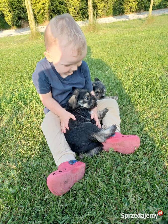 Sznaucer miniaturowy Łódź