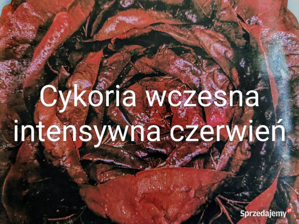 Mix sałat odrasta ścięciu nasiona kolorowe Kraków