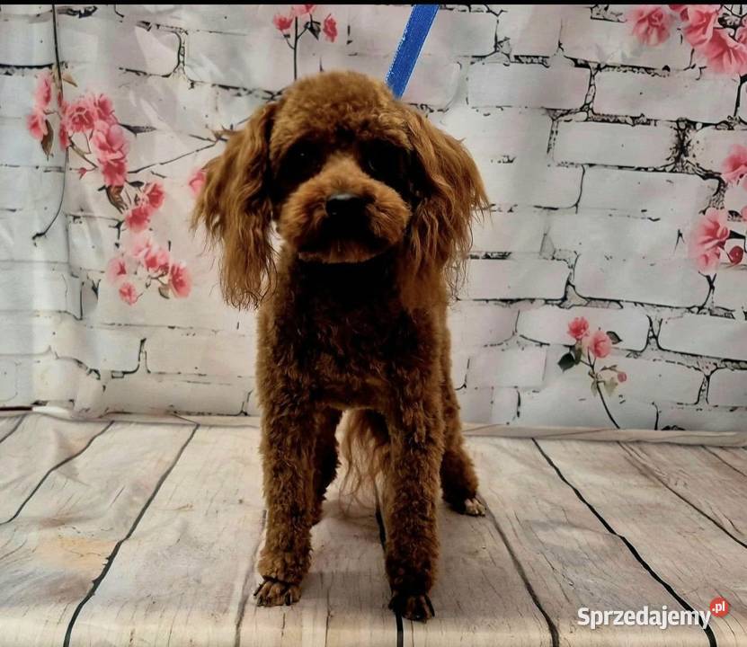 Śliczne Maltipoo F1
