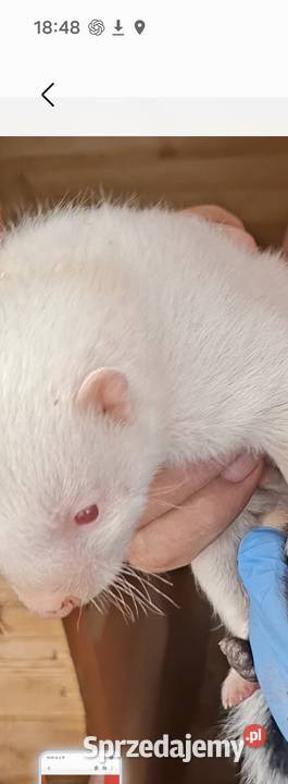 Skunks młody kolor cappuccino Stanisławice