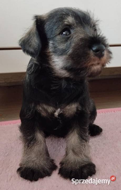 Sznaucer miniaturowy Radgoszcz