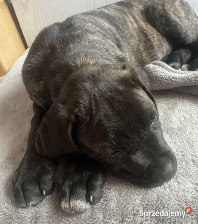 szczeniak cane corso w rece Piaseczno