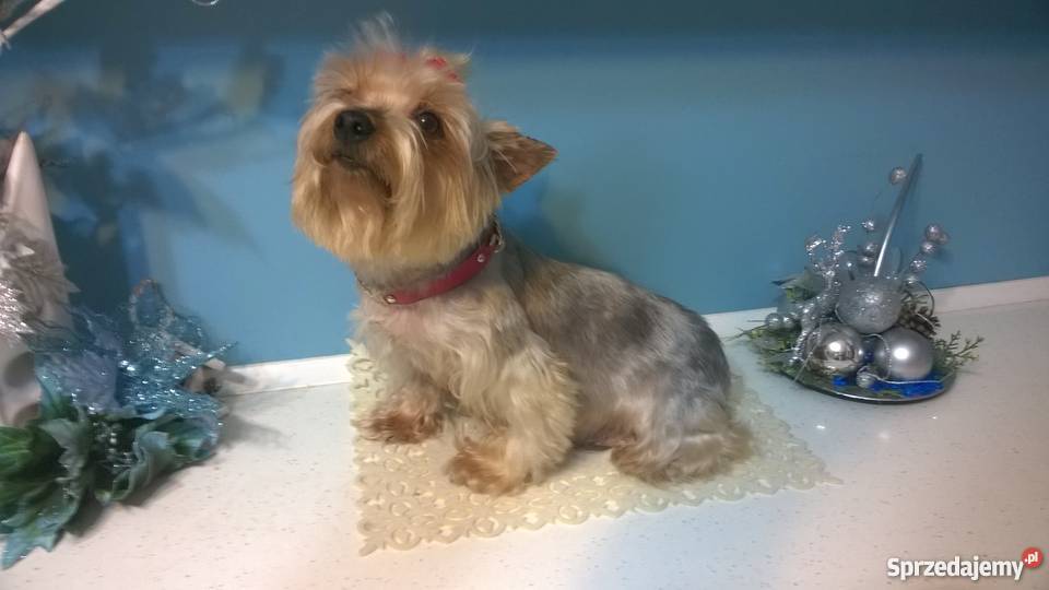 York dorosła sunia wysterylizowana Radomsko