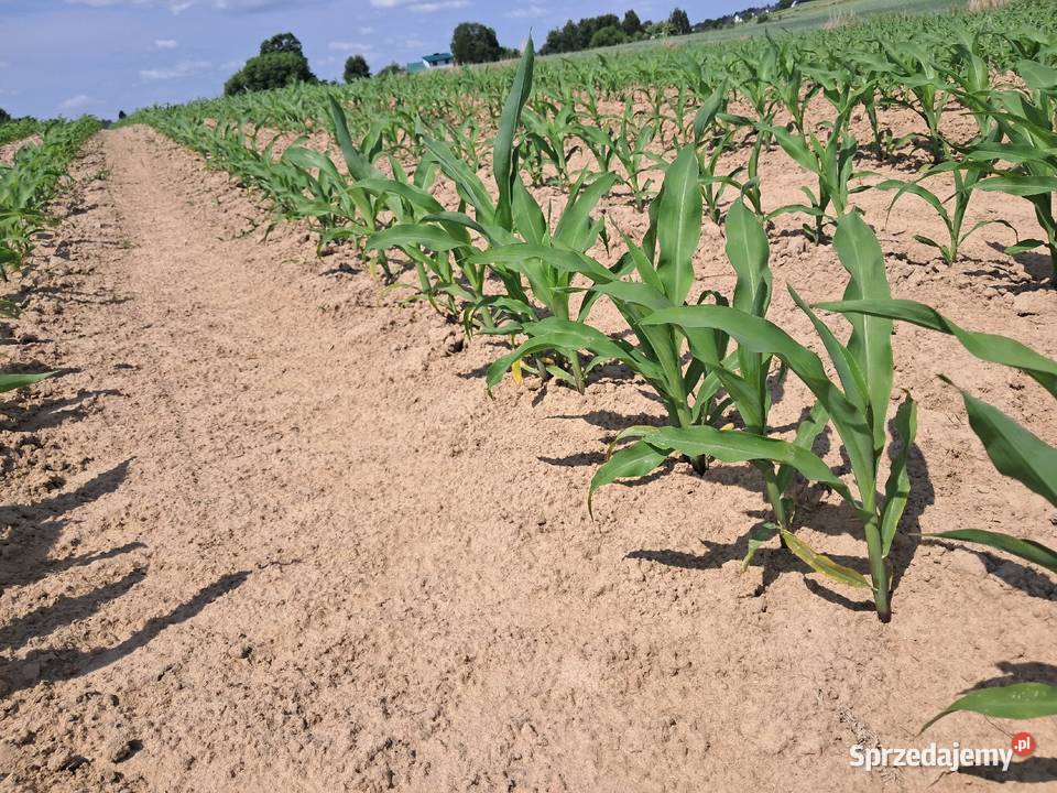 Siewnik do kukurydzy becker areomat nieuszkodzony