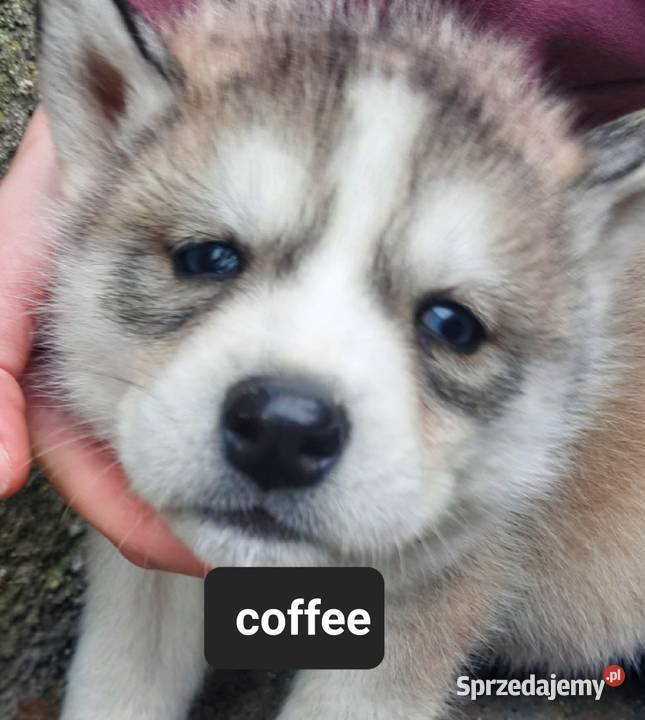 Szczeniaki syberiany husky Reda sprzedam