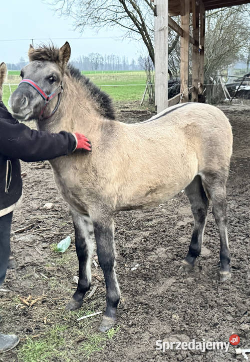 Konik Polski ogier źrebak odsadek