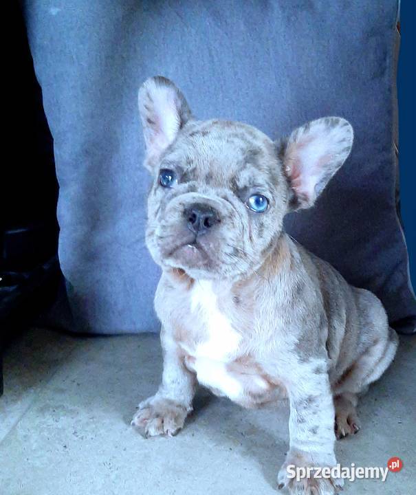 Buldog francuski pieski Pabianice
