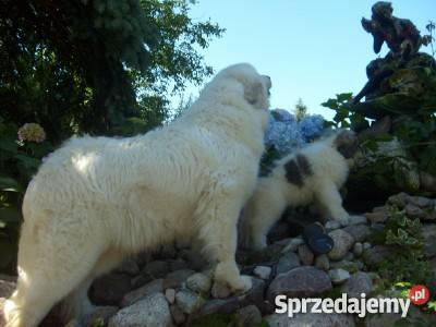 Berneński pies pas Pirenejski pies górski