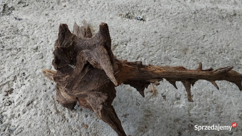 korzeń naturalny ozdobny