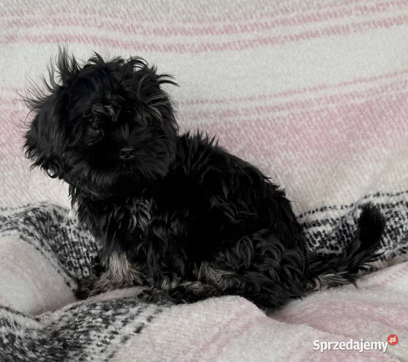 Shih Tzu Atena z rodowodem Hodowla Żywe Srebro z