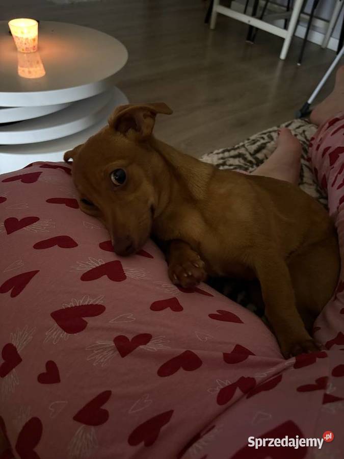 Szczeniaczek do oddania Poznań