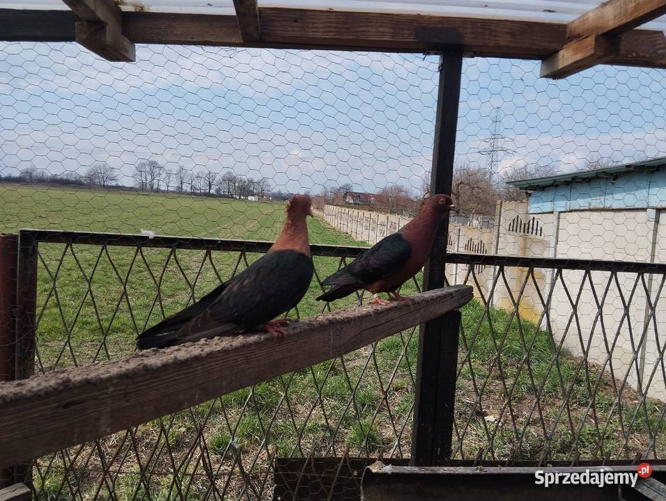 GILE miedzianesamiczki Głogów