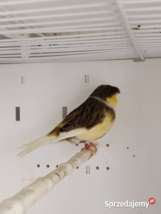 Kanarki Gloster Para Gostyń