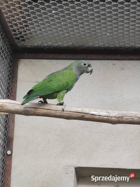 Piony niebieskogłowe z 2025r Ptaki Rypin