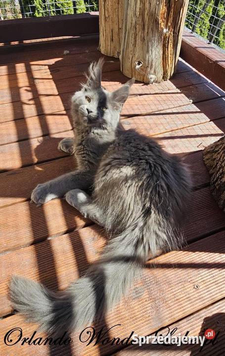 Niebieski Maine Coon FPL Maine Coon Gdańsk