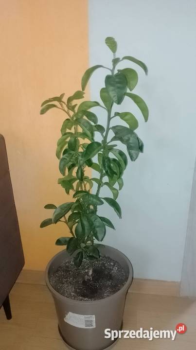 Drzewko mandarynki świętokrzyskie Czarzyzna