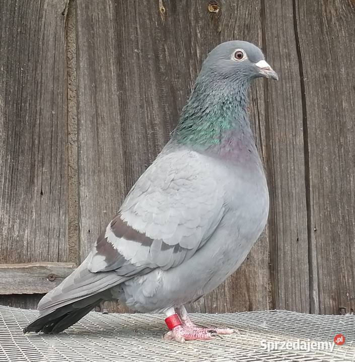 Gołębie pocztowe Kamionna sprzedam