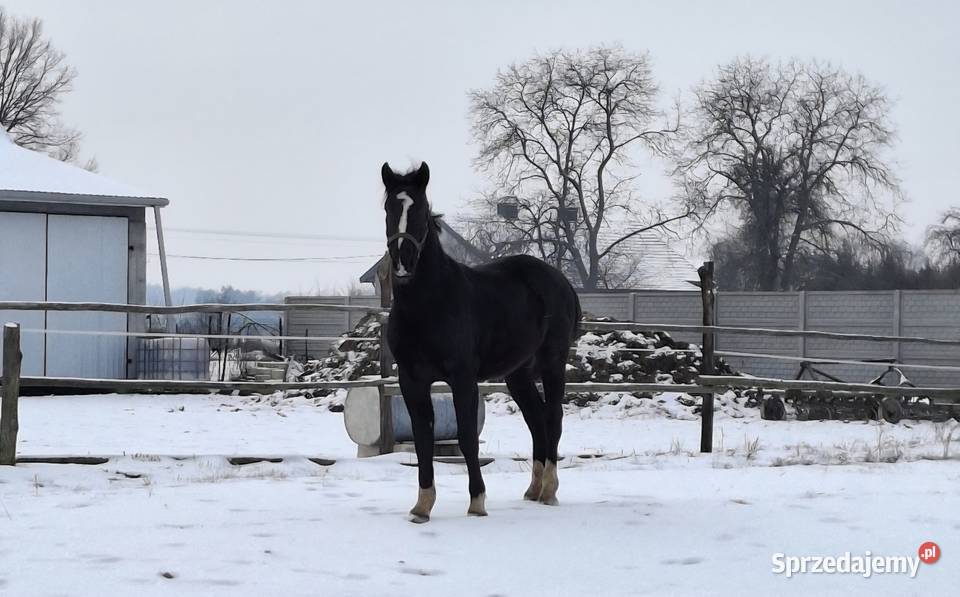 Sprzedam wałacha lubelskie Jabłoń
