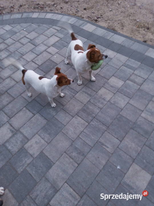 Jack Russell Terrier suczka Grabów