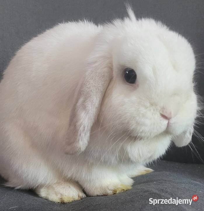 Karzełek Mini Lop okazja Turek