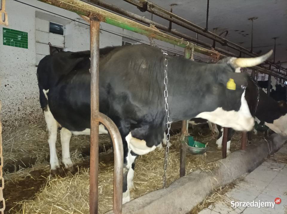 Likwidacja stada krów jałowek łódzkie Zduny sprzedam