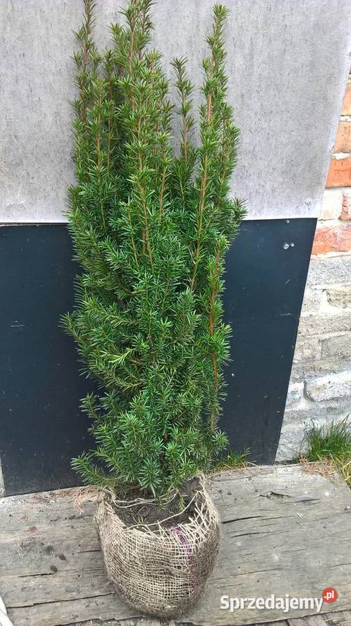 Cis Hicksii Gotowy Wysoki Żywopłot Mszczonów sprzedam