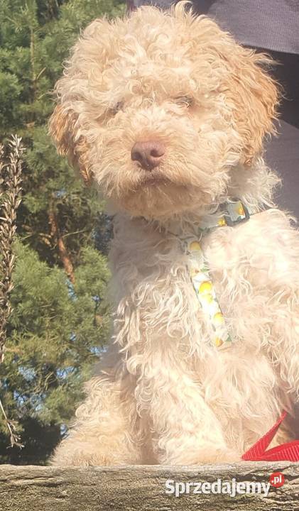 Lagotto Romagnolo Pozostałe