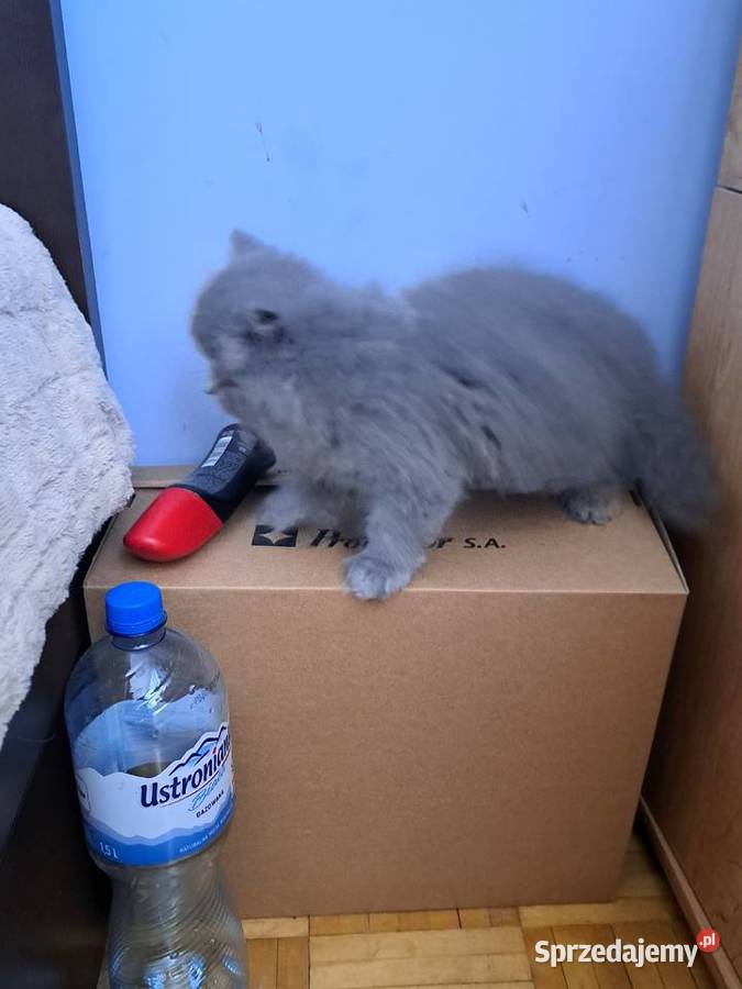 Kotki perskie niebieskie Perski