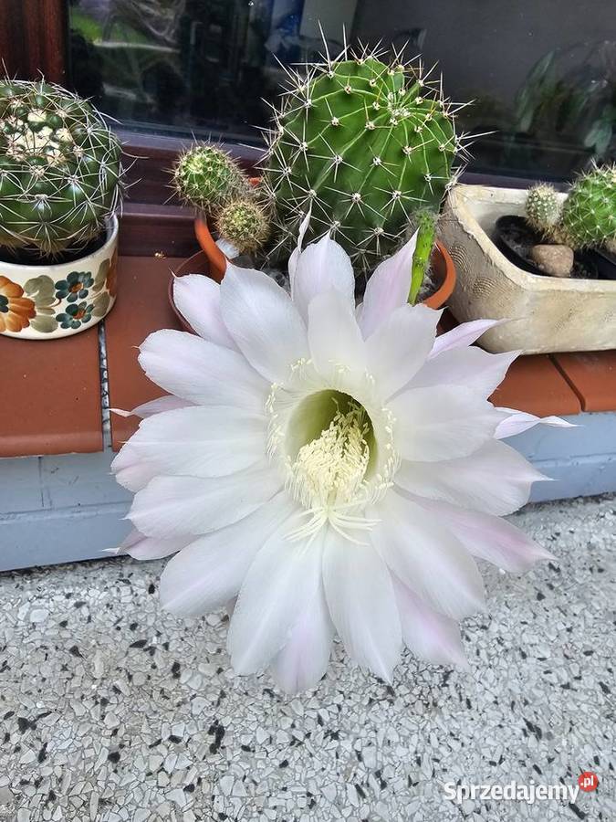 Kaktus Echinopsis Królowa nocy Oświęcim